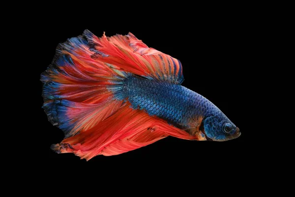 Czarnym Tle Niebiesko Czerwone Kolory Ciała Ryby Betta Tworzą Żywy — Zdjęcie stockowe