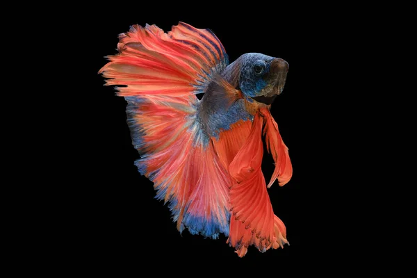 Bellissimo Pesce Betta Blu Con Una Vibrante Coda Arancione Scivola — Foto Stock