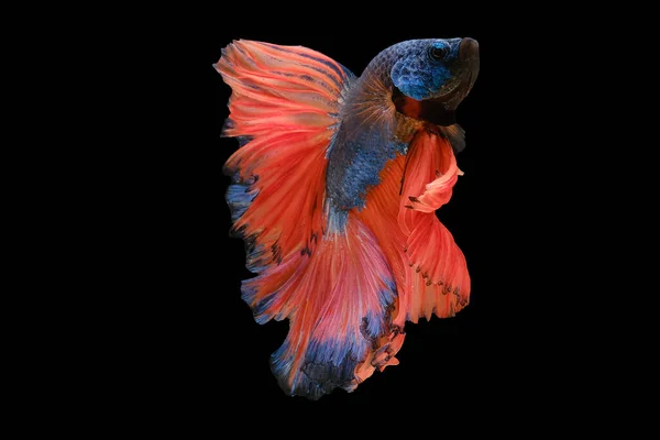 美丽的贝塔鱼蓝色的鳞片闪烁着光芒 黑色的背景上闪烁着飘逸的光芒 引人注目的橙色尾巴又增添了一种充满活力的色彩 增强了它的整体美 — 图库照片