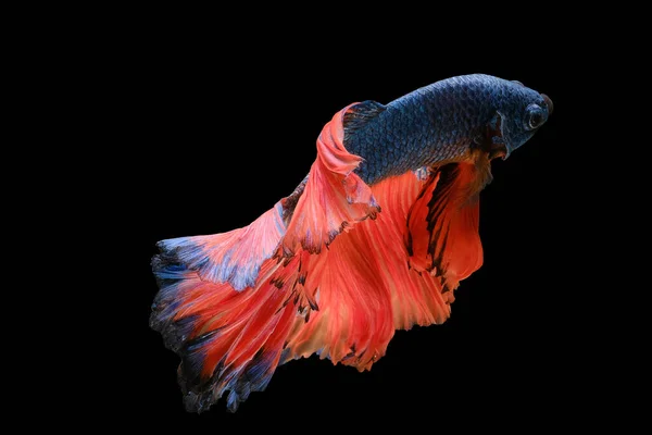 어둡고 비늘돔 물고기의 파란색 매혹적 오렌지색 꼬리는 매혹적 매혹적 시각적 — 스톡 사진
