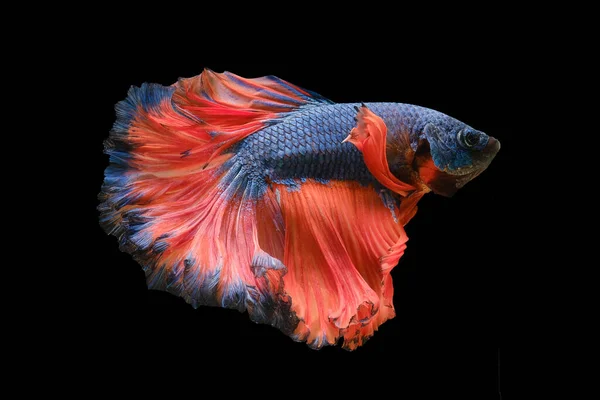 Фоне Синих Чешуек Контрастный Оранжевый Хвост Выделяется Наполняя Красивую Рыбу — стоковое фото