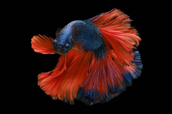 Den Magnifika Blå Betta Fisk Prydd Med Slående Orange Svans — Stockfoto