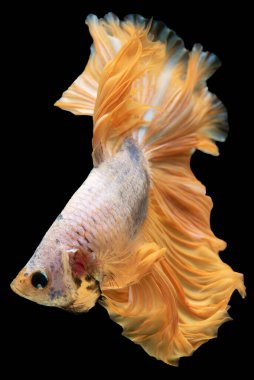 Güzel sarı betta balığı göz kamaştırıcı bir renk gösterisi sergiliyor altın pulları büyüleyici, çok renkli Siyam dövüşçü balığı, siyah arka planda izole edilmiş Betta ihtişamı.