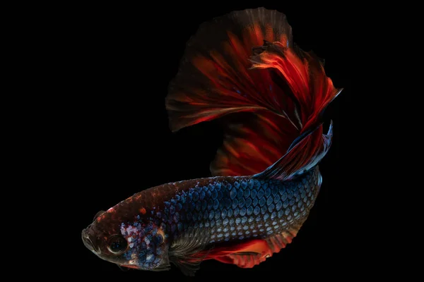 Голубая Бетта Рыба Ярким Красным Хвостом Демонстрирует Потрясающий Контраст Цветов — стоковое фото