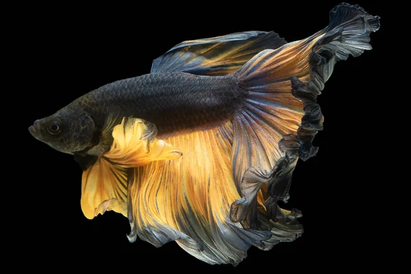 Black Betta Fish Golden Tail Presents Exquisite Fin Betta Splendens — Stock Photo, Image