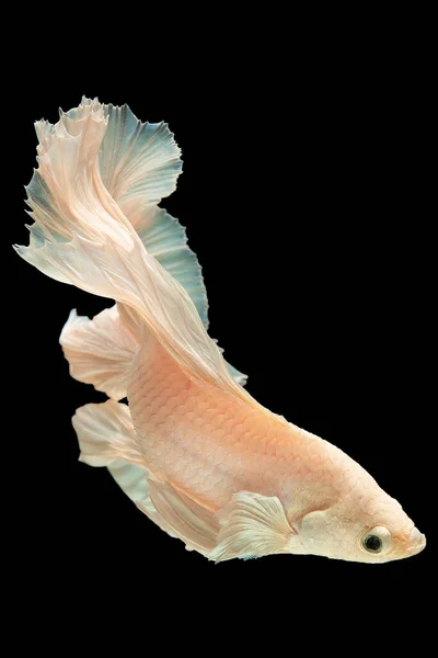 Splendido Pesce Betta Bianco Affascina Con Sua Bellezza Eterea Che — Foto Stock