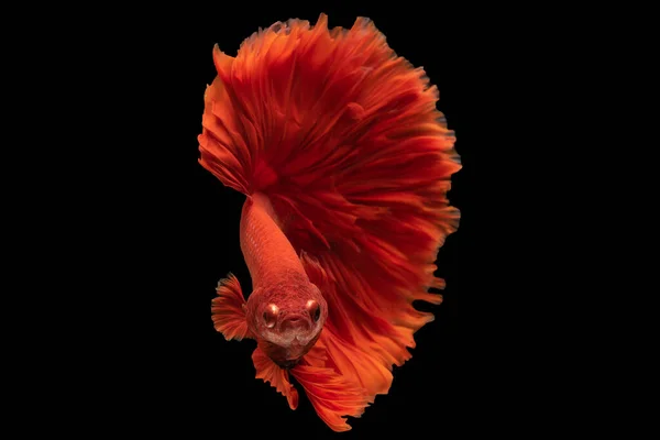 Röd Betta Fisk Glider Graciöst Genom Vattnet Dess Flödande Fenor — Stockfoto