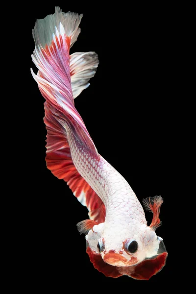 Bianco Betta Pesce Con Una Coda Rossa Trasuda Senso Grazia — Foto Stock