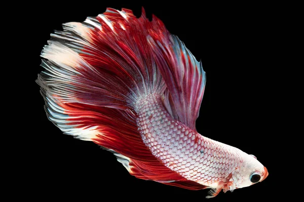 Ikan Betta Putih Yang Indah Dengan Ekor Merah Mencolok Menghasilkan — Stok Foto