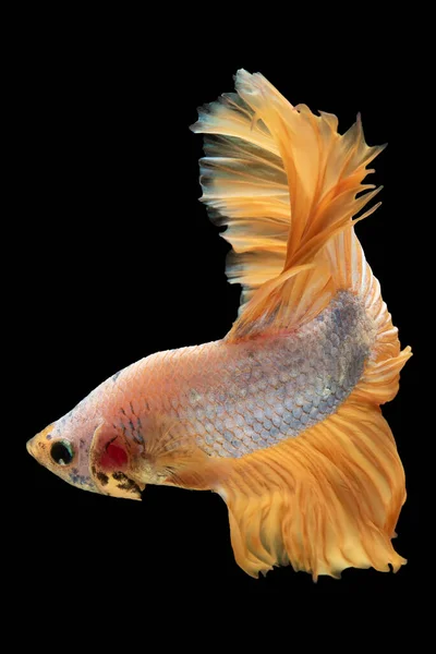 물고기의 움직임 지느러미는 아름다운 작품의 전시를 만들어 움직임 Betta Fish — 스톡 사진