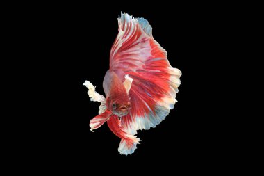Kırmızı ve beyaz renklerle süslenmiş yüzgeçler suda zarif bir şekilde çırpınırken büyüleyici bir görüntü yaratır. Siyam Bitli Balığı, Siyam Savaşçısı Balığı..