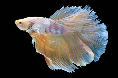 Yumuşak mavi ve sarı renkler sükunet ve sakinliği çağrıştırıyor. Çok renkli, barışçıl bir Siyam Bitli Balığı, Siyam Savaşçı Balığı ekliyor..