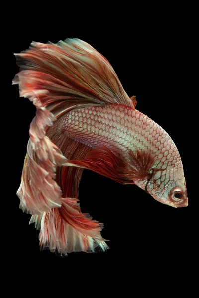 Multi Colore Betta Pesce Mette Mostra Una Splendida Gamma Tonalità — Foto Stock