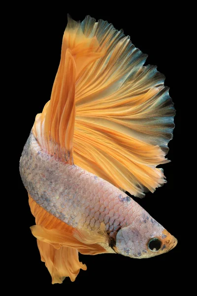 Bílá Betta Ryby Zlatý Ocas Elegantní Plavání Siamské Bojové Ryby — Stock fotografie