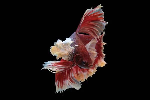 Red Betta Fish Flowing Fins Graceful Movements Create Captivating Display — Stock Photo, Image
