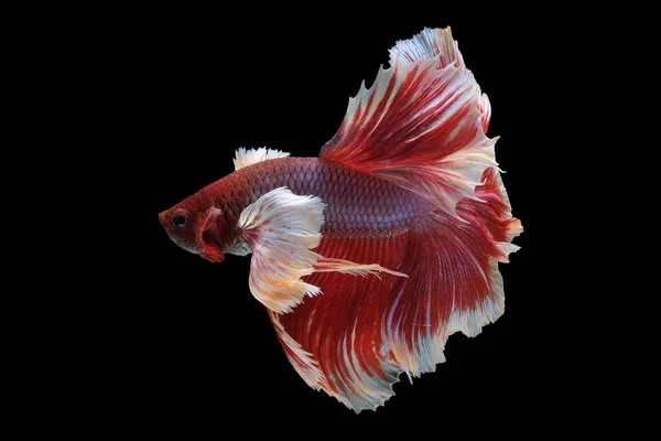 Живая Красная Бетта Рыба Потрясающее Зрелище Интенсивной Смелой Окраски Ловит — стоковое фото
