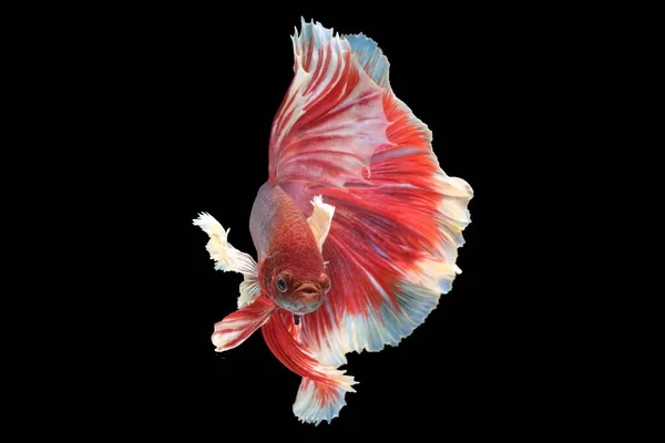 Pola Merah Dan Putih Pada Tubuh Ikan Betta Menambahkan Sentuhan — Stok Foto