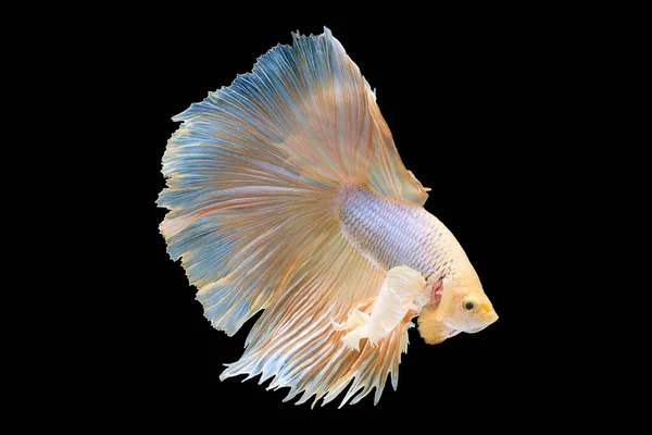 Pesce Betta Presenta Incantevole Miscela Morbide Tonalità Blu Gialle Creando — Foto Stock