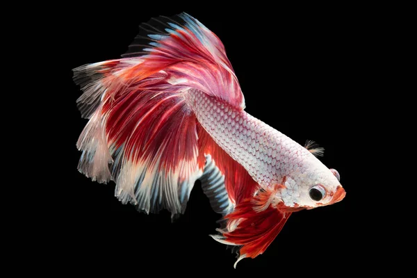 Schöne Rote Und Weiße Beta Fische Zeigt Eine Atemberaubende Mischung — Stockfoto