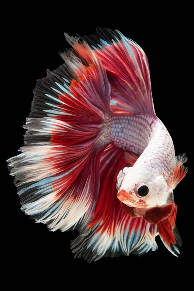 Coloração Cativante Peixe Betta Vermelho Branco Cria Uma Aparência Visualmente — Fotografia de Stock