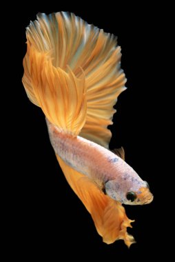 Beta balığının zarif beyaz gövdesi canlı sarı kuyruğuyla vurgulanır ve görünüşüne bir neşe ve benzersizlik katar..