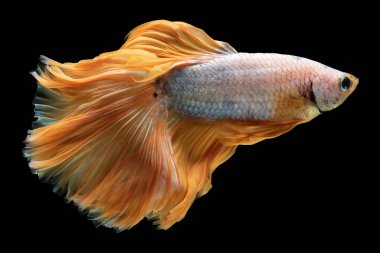 Beyaz betta balığının sarı kuyruğu bir tutam renk katar. Görsel cazibesini arttırır ve onu büyüleyici, çok renkli, ısırılmış bir balık yapar. Siyam balığıyla savaşır..