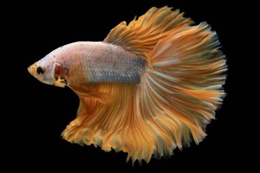 Beyaz betta balığının sarı kuyruğu canlı bir renk katar. Genel güzelliğini ve cazibesini vurgulayan bir odak noktası oluşturur..