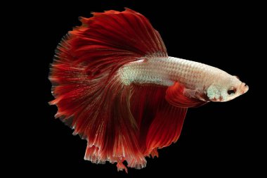 Canlı kırmızı kuyruklu beyaz balıklar dikkat çeker çarpıcı ve büyüleyici bir renk kombinasyonu, çok renkli ısırılmış balıklar, siyah arka plandaki balıklar.