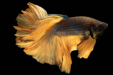 Altın kuyruklu güzel mavi betta balığı, canlı renkleri ve zarif varlığıyla büyüleyici bir manzara, çok renkli ısırılmış balık, Siyam dövüşen balığı.