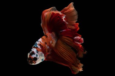 Turuncu betta balığı büyüleyici ve canlı bir su canlısıdır. Parlak tonuyla göze çarpar. Çok renkli ısırılmış balık, siyah zemin üzerinde balık..