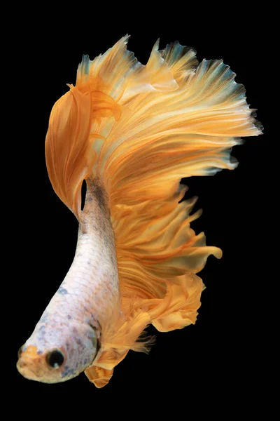 물고기는 대조적 색깔을 노란색 꼬리를 물갈퀴를 물고기 배경에 물고기를 줍니다 — 스톡 사진