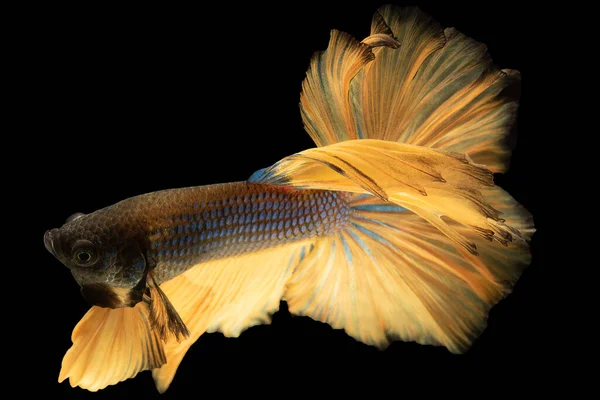 Złoty Ogon Niebieskiej Ryby Betta Dodaje Odrobiny Bogactwa Wyjątkowości Czyniąc — Zdjęcie stockowe