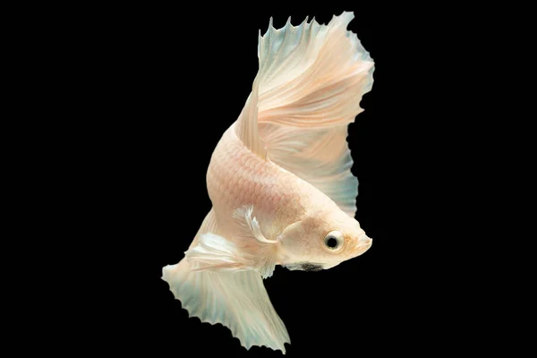 White Halfmoon Betta Fish Siamese Fighting Fish Betta Splendens Isolado — Fotografia de Stock