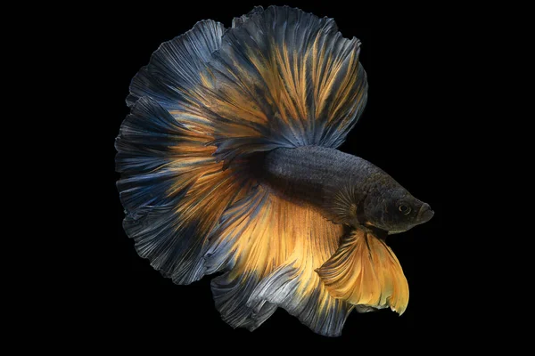 Pesce Betta Blu Con Sua Coda Dorata Una Combinazione Ipnotizzante — Foto Stock