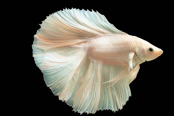 Mooie Witte Betta Vis Een Lust Voor Het Oog Met — Stockfoto