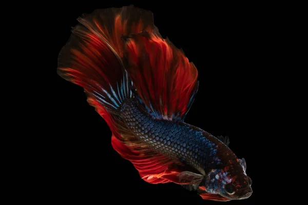 Blue Body Beautifully Contrasts Fiery Red Coloration Its Tail Creating — Stock Photo, Image