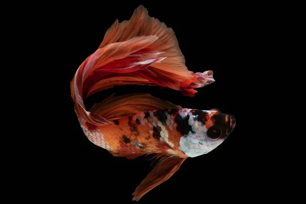 아름다운 물고기는 생기있고 색깔의 물고기 배경에 물고기에 매료되는 매혹적 동물이다 — 스톡 사진
