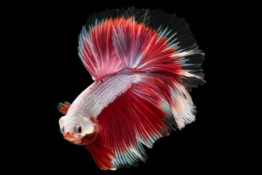 Beta balığının parlak beyaz pulları kırmızı kuyruğunun yoğunluğunu arttırır. Görsel olarak çarpıcı ve büyüleyici bir görüntüyle sonuçlanır. Siyam ısırılmış balığı, çok renkli balık..