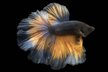 Mavi betta balığı büyüleyici tonu ve altın kuyruğuyla büyüleyici ve büyüleyici bir renk gösterisi yaratır. Her su ortamında, ısırılmış siyam balığı, ejderha ile dövüşen balık....