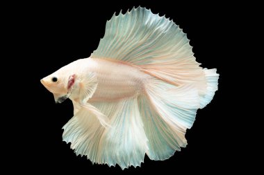 Beta balığının pullarında beyaz ve yumuşak pembenin zarif ve zarif renk kombinasyonu ona ruhani ve meleksi, siyah arka planda Betta görkemi, çok renkli balık..