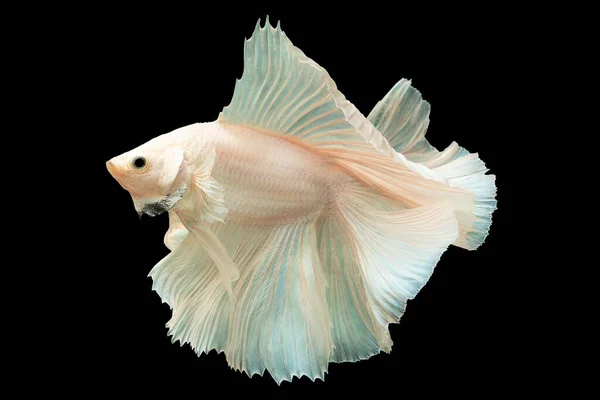 Sanft Rosa Akzente Ergänzen Die Makellose Weiße Farbe Der Bettafische — Stockfoto