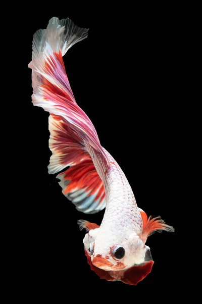 Bellissimo Corpo Bianco Brillante Del Pesce Betta Sua Vibrante Coda — Foto Stock