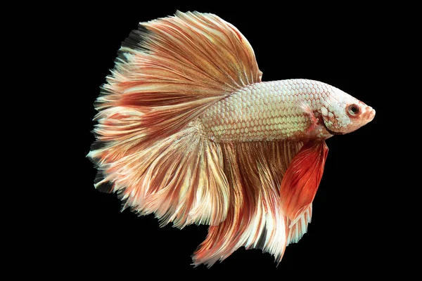 Peixe Betta Branco Com Sua Cauda Vermelha Suave Por Sua — Fotografia de Stock