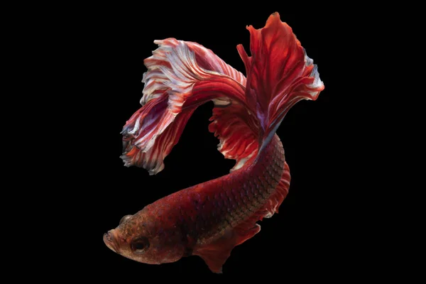 Warna Merah Cerah Dan Kaya Dari Sisik Ikan Betta Menciptakan — Stok Foto