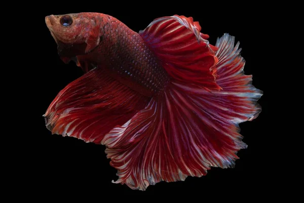 Roter Farbton Der Beta Fisch Sticht Unter Seinen Aquatischen Pendants — Stockfoto