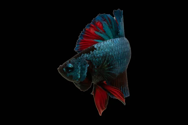 Old Blue Betta Fish Red Tail Showcases Timeless Beauty Mature — Stock Photo, Image