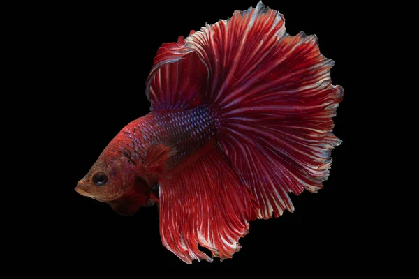 Kızıl Betta Balığı Çarpıcı Canlı Bir Renge Sahiptir Renk Güzelliğin — Stok fotoğraf