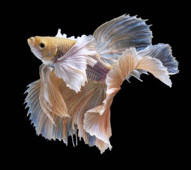 Sarı betta balığının güzel hareketi, Siyam dövüşen balığı, siyah arka planda izole edilmiş Betta ihtişamı. Stüdyo çekimi.