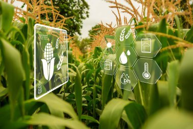 Mısır tarlaları perspektifi, mısır tarlası, büyüyen bitkiler ve tarım endüstrisi kavramı.