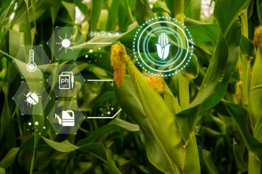 Mısır tarlaları perspektifi, mısır tarlası, büyüyen bitkiler ve tarım endüstrisi kavramı.